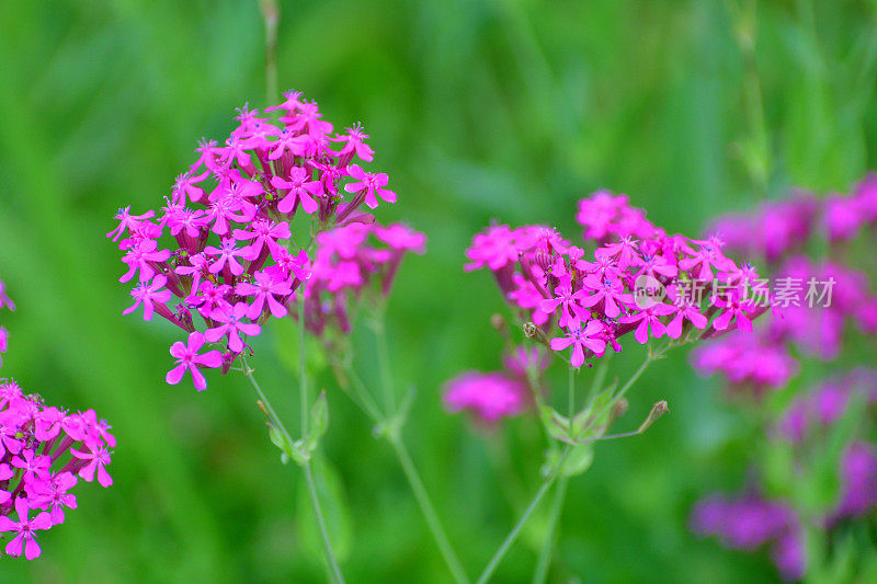 Silene armeria /甜美的William Catchfly:花